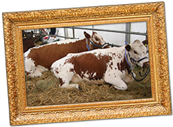 framed2