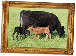 framed4