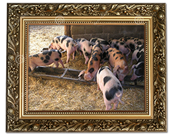 framed5